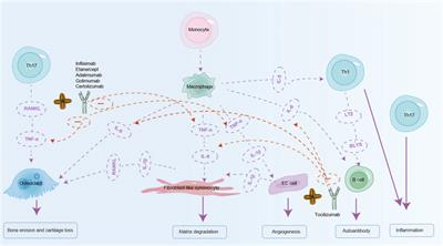 The application prospects of sacha inchi (Plukenetia volubilis linneo) in rheumatoid arthritis